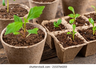 Potted flower seedlings growing in biodegradable peat moss pots on wooden background. Zero waste, recycling, plastic free gardening concept background. - Powered by Shutterstock