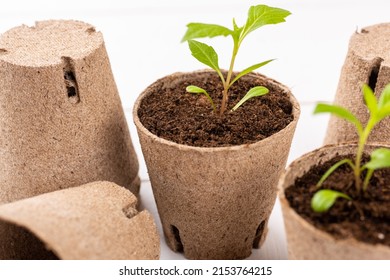 Potted Flower Seedlings Growing In Biodegradable Peat Moss Pots On White Wooden Background. Zero Waste, Recycling, Plastic Free Gardening Concept Background.