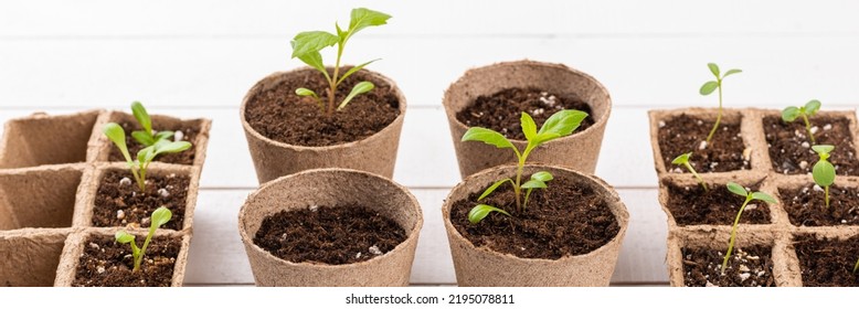 Potted Flower Seedlings Growing In Biodegradable Peat Moss Pots On White Wooden Background. Zero Waste, Recycling, Plastic Free Gardening Concept Banner.