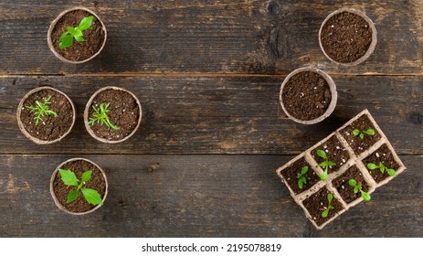 Potted flower seedlings growing in biodegradable peat moss pots. Zero waste, recycling, plastic free gardening concept. Transplanting seedlings top view mock up. - Powered by Shutterstock