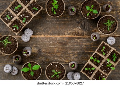 Potted Flower Seedlings Growing In Biodegradable Peat Moss Pots. Zero Waste, Recycling, Plastic Free Gardening Concept. Transplanting Seedlings Top View Mock Up.