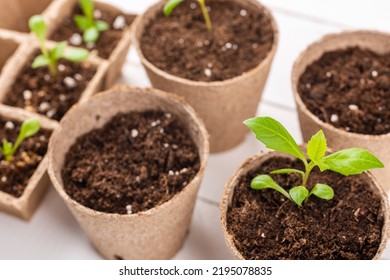 Potted Flower Seedlings Growing In Biodegradable Peat Moss Pots On White Wooden Background. Zero Waste, Recycling, Plastic Free Gardening Concept Background.