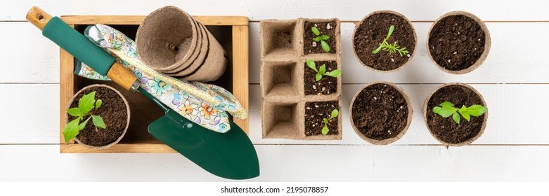 Potted Flower Seedlings Growing In Biodegradable Peat Moss Pots On White Wooden Background. Zero Waste, Recycling, Plastic Free, Gardening Concept. Top View Banner.