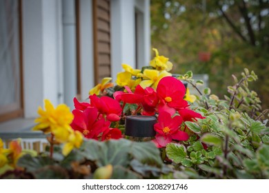 Potted Flowers On The Balcony, Begonias And Plectranthus Glabratus