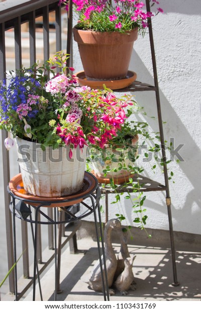 Potted Flowers On Patio Garden Decorations Stock Photo Edit Now