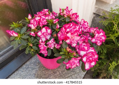 Potted Flowers Of Pink Azalea. Street Decoration With Plants And Flower Compositions. Moscow, Russia.