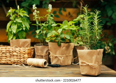 Potted fresh garden herbs.Rosemary, mint, pepper and strawberry in brown paper package.Spicy spice and herb seedling.Assorted fresh herbs in a pot.Home aromatic and culinary herbs.Copy space. - Shutterstock ID 2210026477