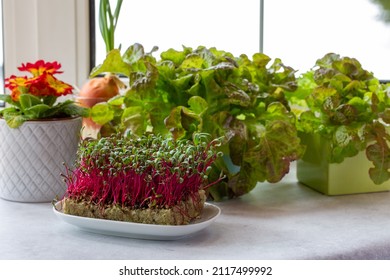 Potted Fresh Lettuce And Micro Greens (microgreens) Of Swiss Chard,  Culinary Herb On The Windowsill. Winter Landscape Outside The Window. Kitchen Garden.