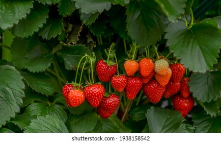 Potted Garden Red Strawberry With Many Riped Berries Hanging