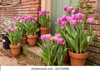Potted Garden Spring Easter Tulips
