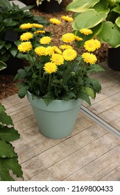 Potted Gerbera Plant With Bright Yellow Flowers Outdoors