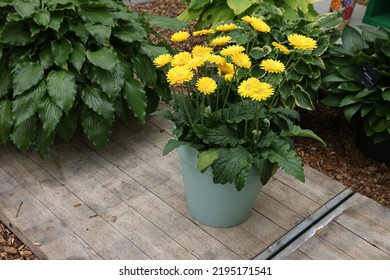 Potted Gerbera Plant With Bright Yellow Flowers Outdoors