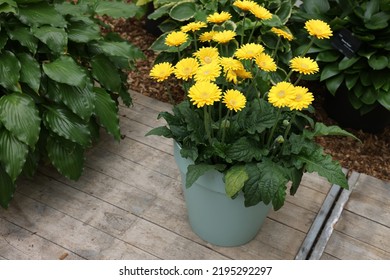 Potted Gerbera Plant With Bright Yellow Flowers Outdoors