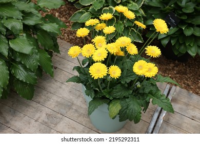 Potted Gerbera Plant With Bright Yellow Flowers Outdoors