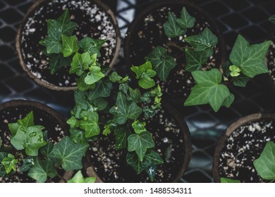 Potted green plants in greenhouse