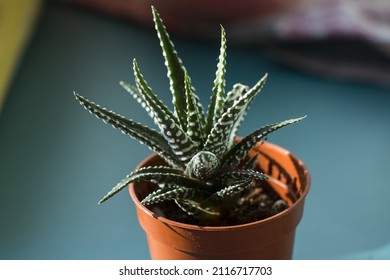 A Potted Haworthia Succulent On A Sunny Windowsill