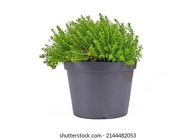 Potted Hebe Armstrongii Garden Plant On Stock Photo 2144482053 ...