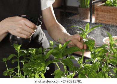 Potted herb. Woman spraying mint indoors, closeup - Powered by Shutterstock