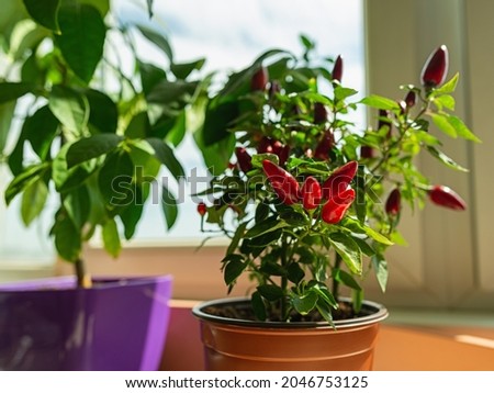 Potted hot chili pepper in a bright sunlight on the windowsill. Ripe red mini pods of capsicum annuum growing indoors. Healthy organic spicy herbs planting at home as hobby. Selective focus.