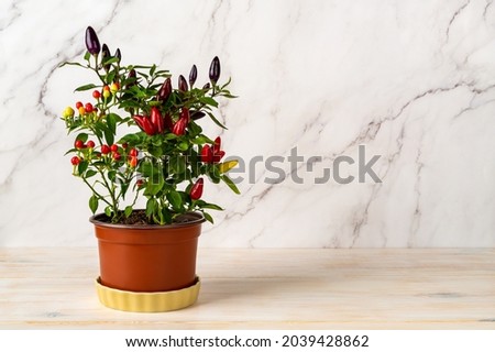 Potted hot chili pepper plant on a white wooden kitchen table. Three species of chili pepper in one pot: hot pops, multicolor and purple. Ripening of pepper pods. Houseplant. Copy space. Front view.