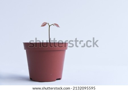 Potted house plant monstera obliqua, adansonii, ficus elastica. Clise up leaves isolated on white background. Indoor fern in half of bottle isolated on white background. Hand holding rooted cutting