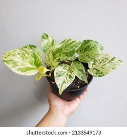 Potted Houseplant Named Pothos Marble