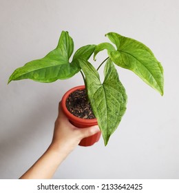 Potted Houseplant Named Syngonium Mojito