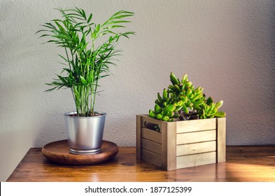 Peace Lily Dieffenbachia Dumb Canes Motherinlaws Stock Photo 1413960446 ...