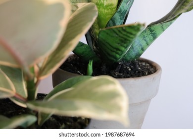 Potted Indoor House Plant Snake Plant Nature Propagation