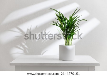 Potted indoor plant on white table. Decorative Areca palm (Dypsis lutescens).