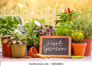 Potted Kitchen Herbs In Front Of Fence