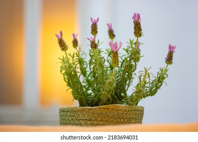 Potted Lavender Bush In Full Bloom. A Blooming Ornamental Houseplant Violet Garden Flower In A Trendy Wicker Pot Stands On A Window Sill In Front Of A Window With Yellow Light. Floral Decor For Home. 