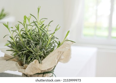 Potted Lavender Plant With Decorative Paper Wrapping On A White Kitchen Counter As An Indoor Herb Garden, Light Blurry Background, Copy Space, Selected Focus, Narrow Depth Of Field