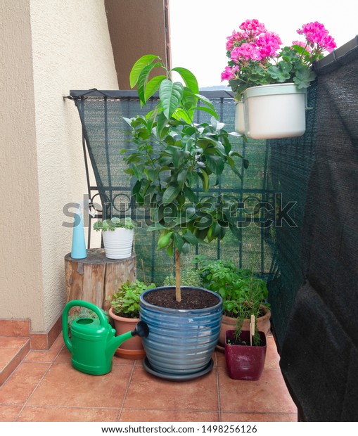 Potted Lemon Tree Growing On Balcony Stock Photo Edit Now 1498256126