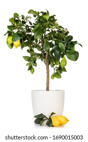 Potted Lemon Tree With Several Fruits Isolated On White Background