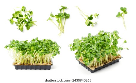 potted and loose, cut green fresh radish cress isolated over a white background, cut-out isolated herbs, cooking, food or gardening design element, different positions and angles