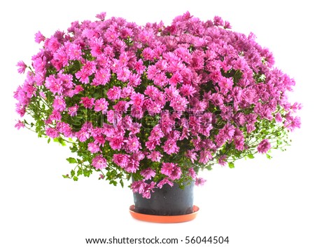 Potted magenta chrysanthemums bush in heart shape (with dew, isolated on white background). Beautiful flower love Valentine Day or marriage wedding concept.