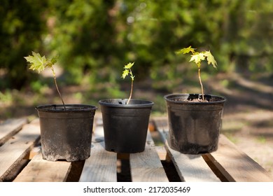 potted maple seedlings. Row of young maple trees in plastic pots. Seedling trees in plant nursery. - Shutterstock ID 2172035469