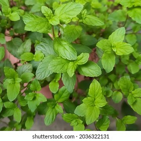 Potted Mint Plant With Beautiful Green Leaves In Daylight 