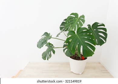 Potted Monstera Placed In The Room