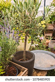 Potted Olive Tree On Garden Table.