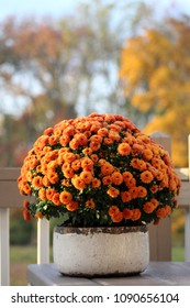 Potted Orange Chrysanthemum 