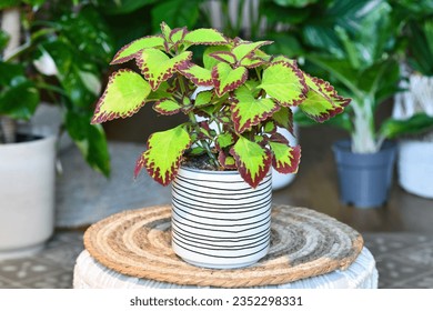 Potted painted nettle 'Coleus Blumei Velvet' plant in flower pot on table in living room