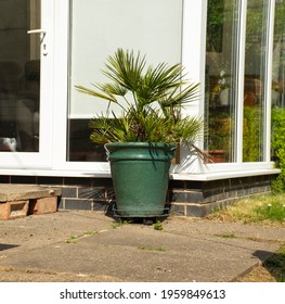 Potted Palm Plant Outdoors Example