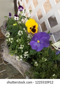 Potted Pansies In Wood Planter Against White Lattice Fence