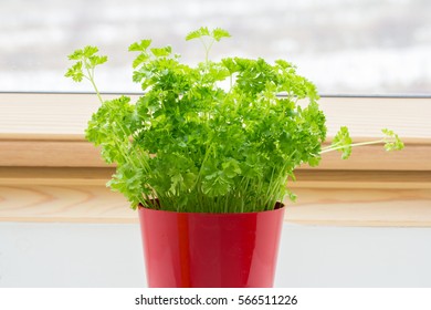 Potted Parsley Plant