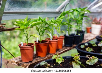 Potted peppers and chilli peppers growing at home in a green house. Home grown, organic, self sufficient, healthy living, healthy diet concept - Shutterstock ID 2156306253