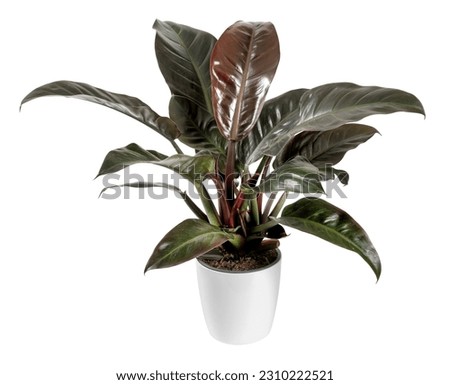 Potted Philodendron imperial red plant with fresh large leaves isolated on white backdrop in studio