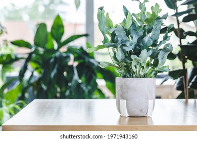 Potted Phlebodium Aureum (golden Polypody, Golden Serpen, Cabbage Palm, Gold-foot, Blue-star Fern, Hare-foot) On Wooden Table. Nice And Modern Space Of Home Interior. Cozy Home Decor. Home Garden.