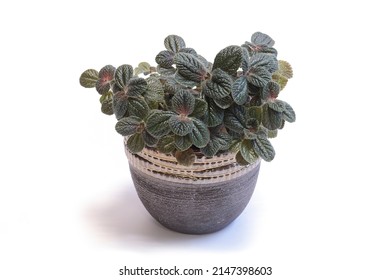 Potted Pilea Plant In The Beautiful Brown Ceramic Planter